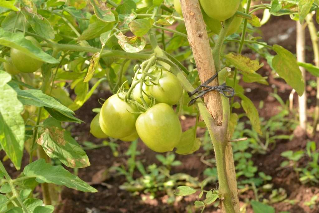 ONG Y ODS EN EL 2025