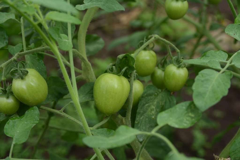 Inversión Agricultura Orgánica 2026