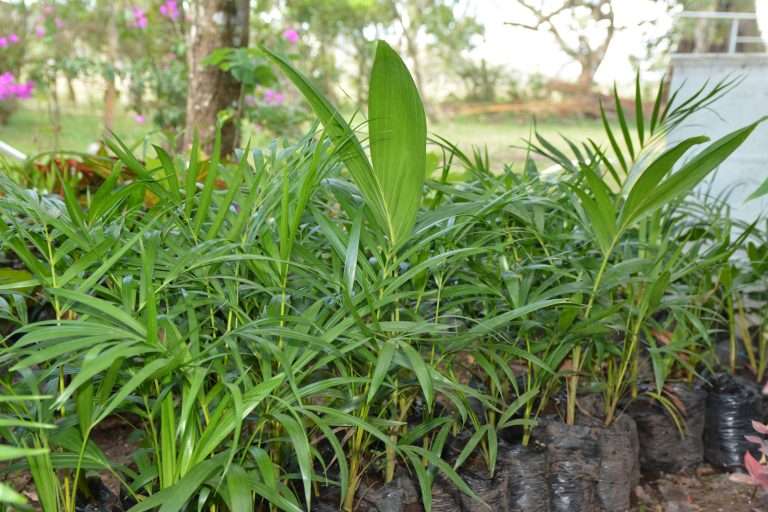 Inversión Agricultura Orgánica 2026