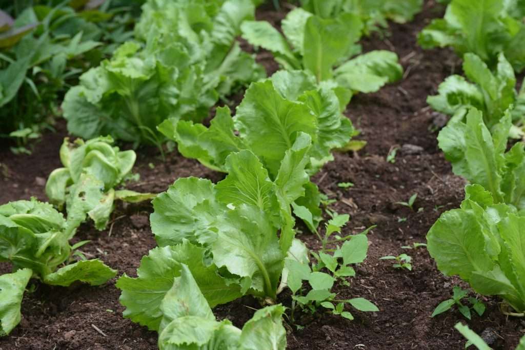 Soberanía alimentaria escolar 2026