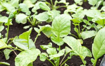 Ayudar a los niños en extrema pobreza en Nicaragua